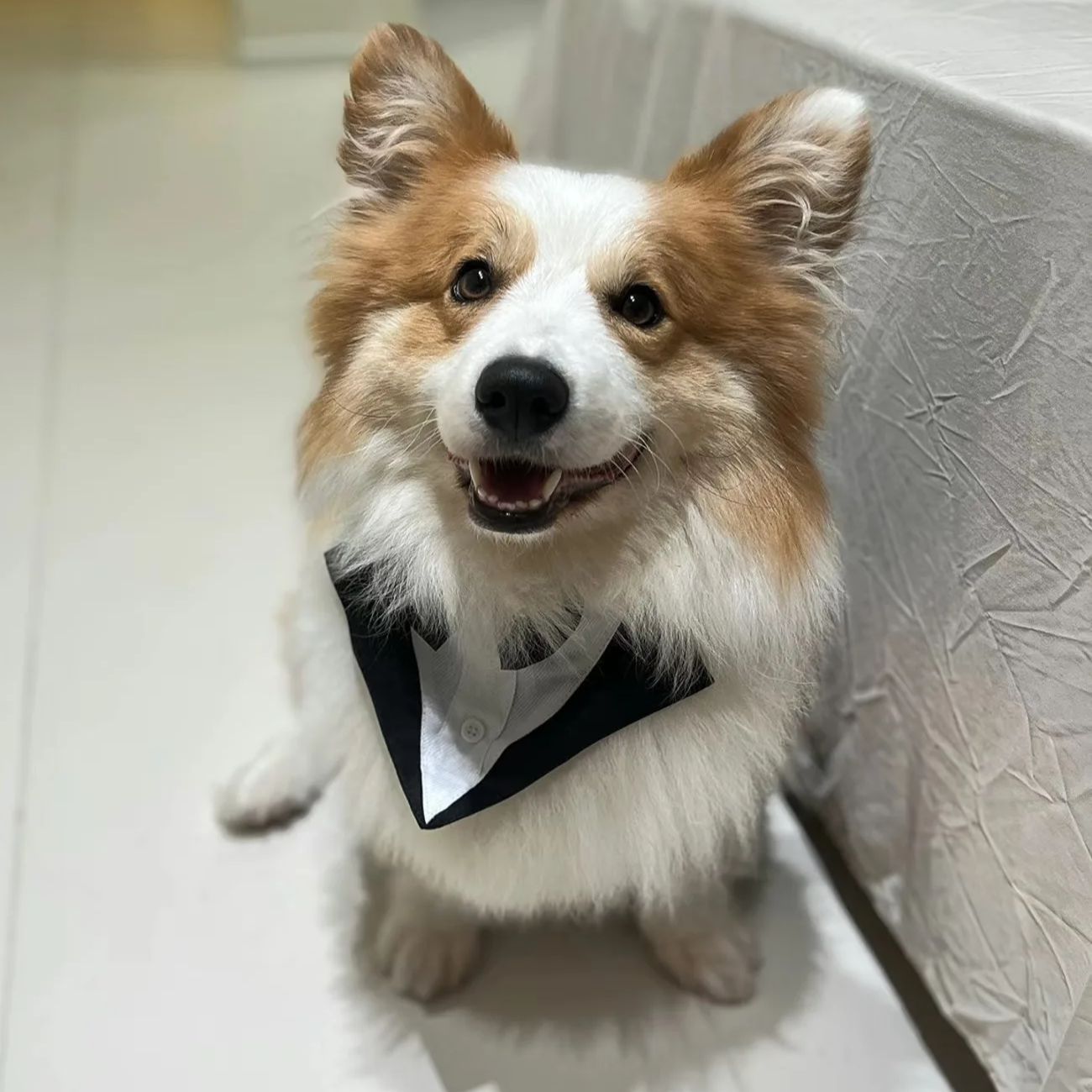 Pet Dog Clothes Fashion Party  - Suit Supply Wedding Party ulasan dan harga